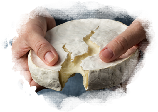 Fromage coupé dans les mains