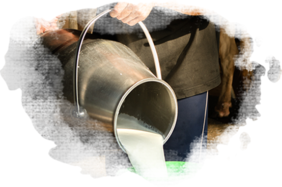 Lait frais versé dans un bol